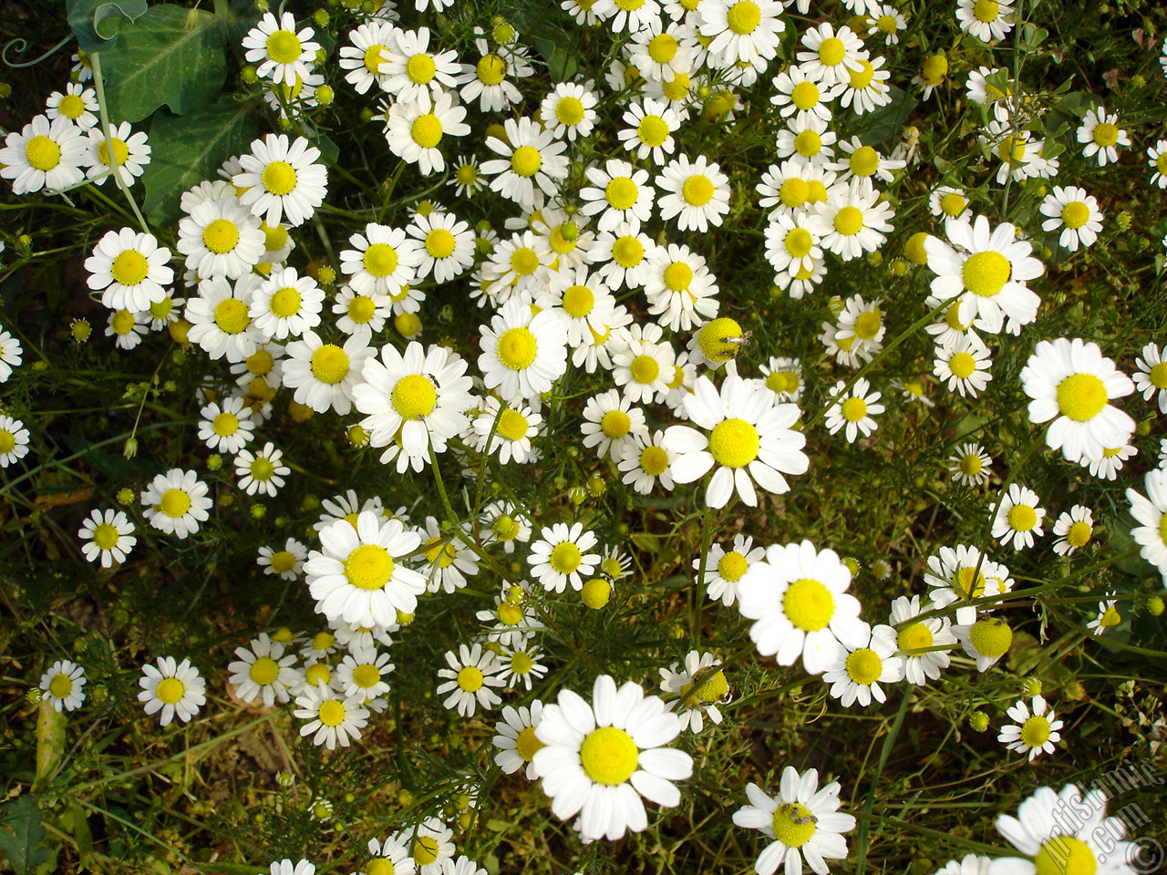 Field Daisy -Ox Eye, Love-Me-Love-Me-Not, Marguerite, Moon Daisy- flower.
