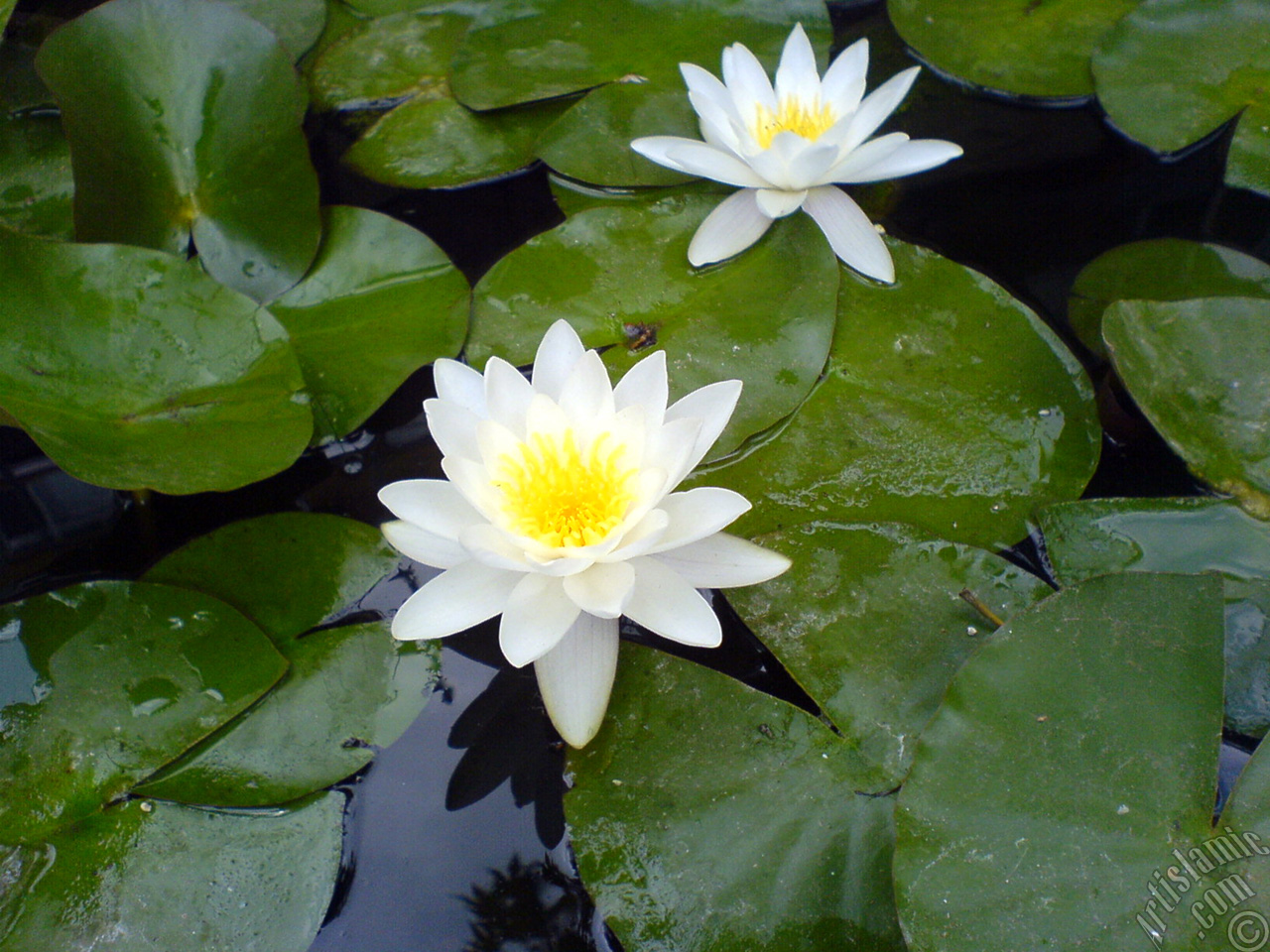 Water Lily flower.
