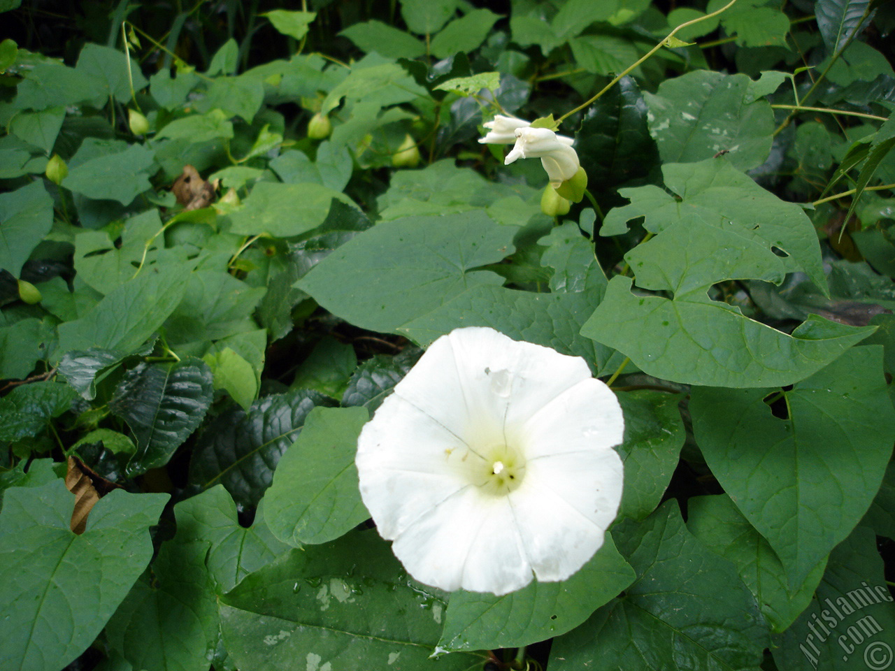 White Morning Glory flower.
