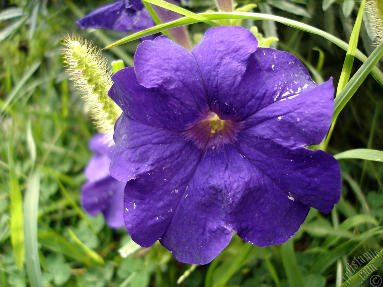 Purple Petunia flower.
