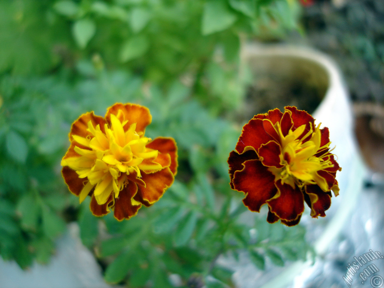 Marigold flower.
