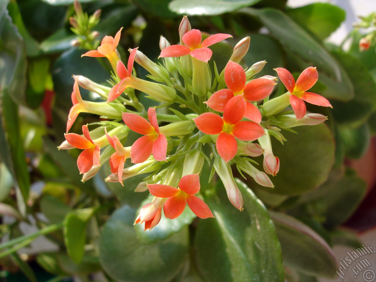 Kalanchoe plant`s flower.
