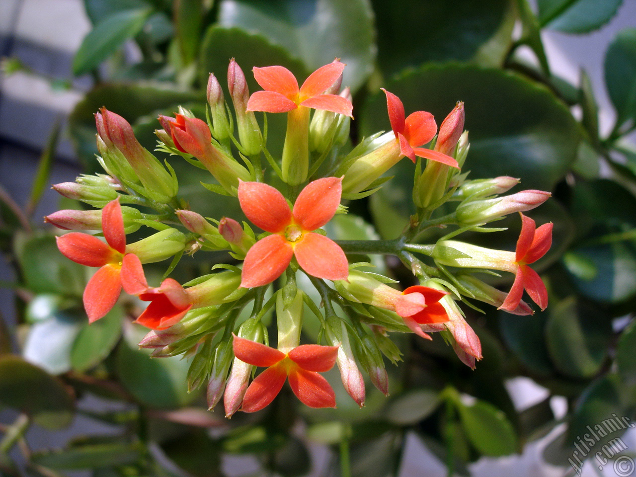 Kalanchoe plant`s flower.
