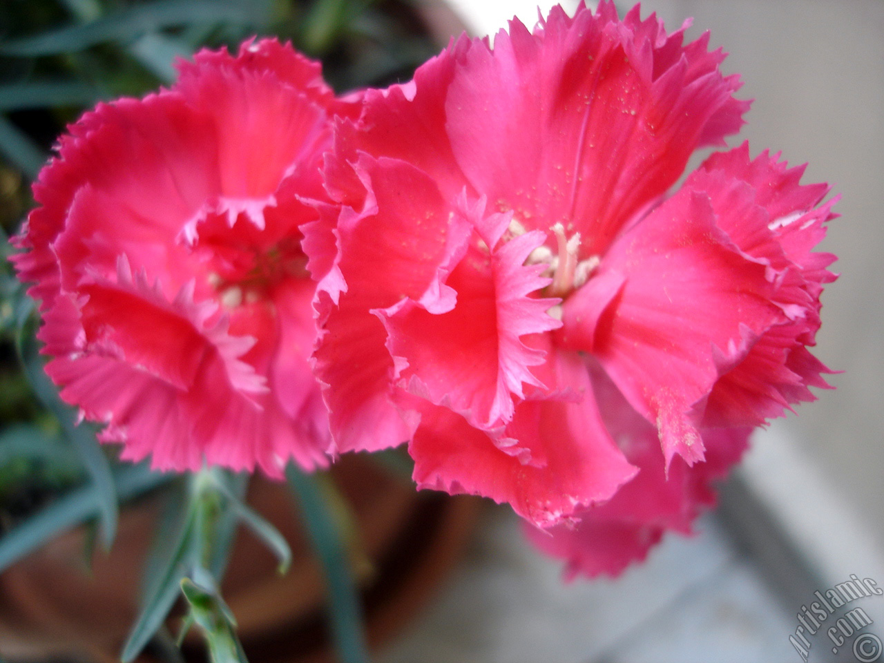 Pink color Carnation -Clove Pink- flower.
