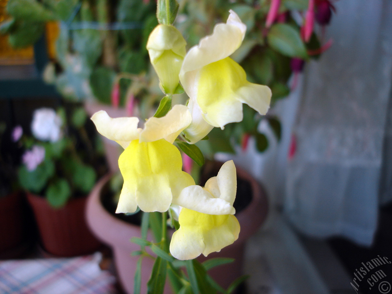 Yellow Snapdragon flower.
