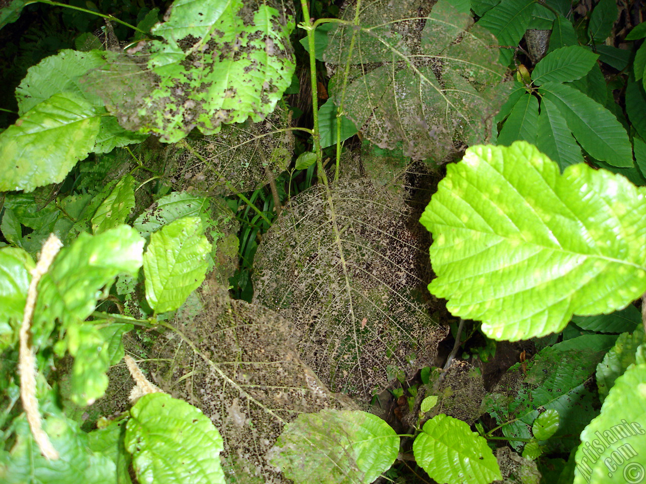 A plant with wormy leaves.
