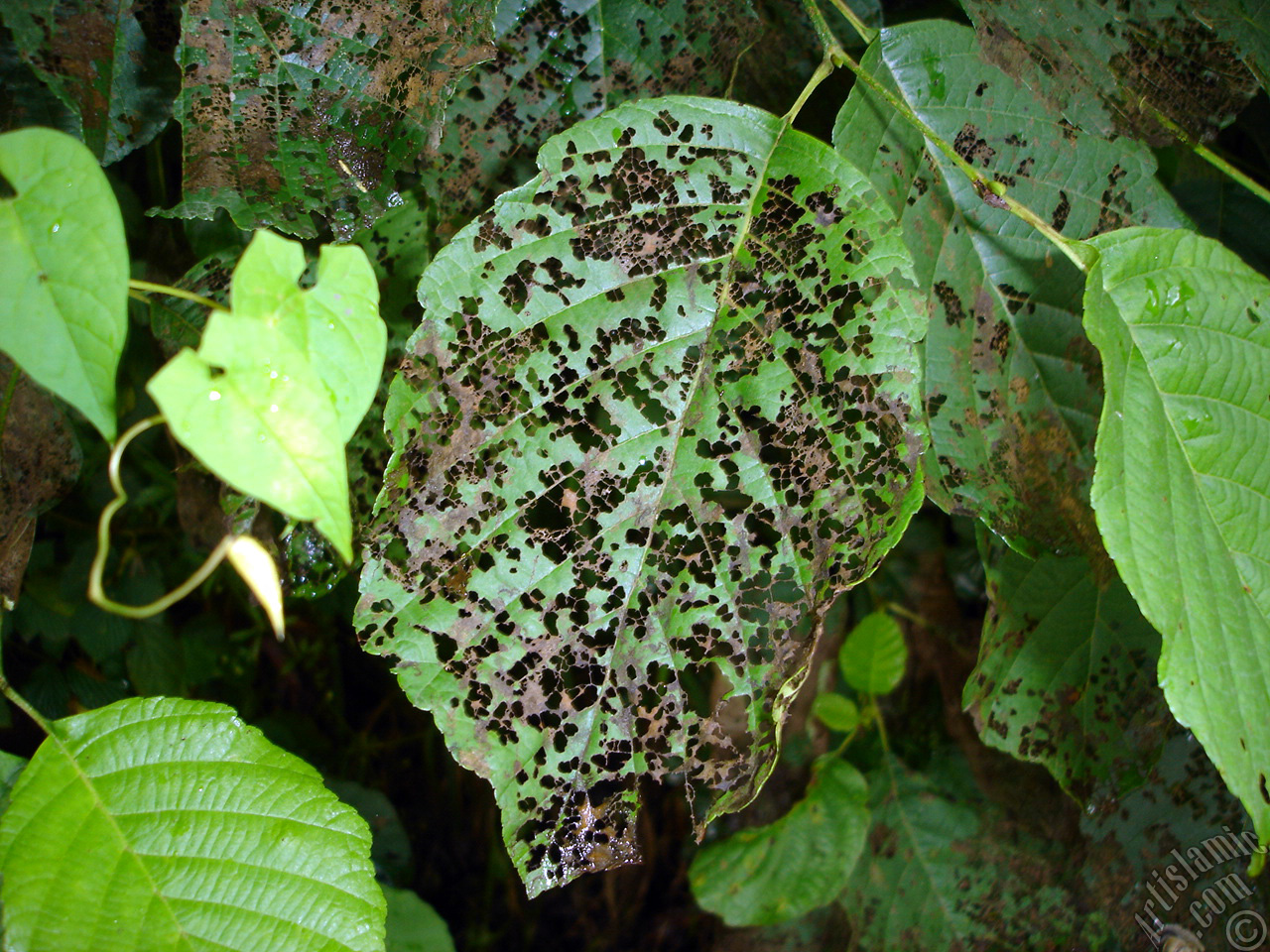 A plant with wormy leaves.
