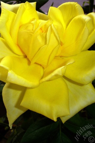 A mobile wallpaper and MMS picture for Apple iPhone 7s, 6s, 5s, 4s, Plus, iPods, iPads, New iPads, Samsung Galaxy S Series and Notes, Sony Ericsson Xperia, LG Mobile Phones, Tablets and Devices: Yellow rose photo.
