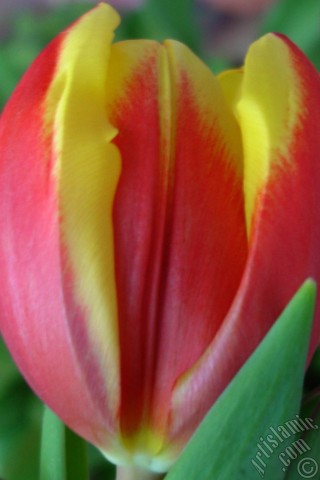 A mobile wallpaper and MMS picture for Apple iPhone 7s, 6s, 5s, 4s, Plus, iPods, iPads, New iPads, Samsung Galaxy S Series and Notes, Sony Ericsson Xperia, LG Mobile Phones, Tablets and Devices: Red-yellow color Turkish-Ottoman Tulip photo.
