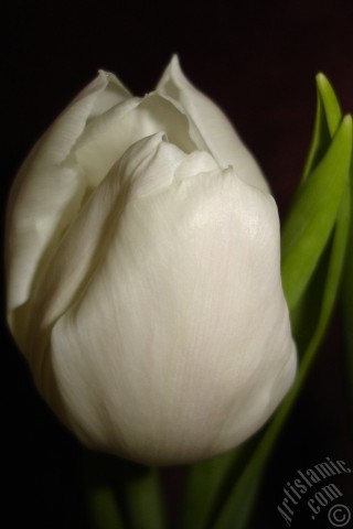 A mobile wallpaper and MMS picture for Apple iPhone 7s, 6s, 5s, 4s, Plus, iPods, iPads, New iPads, Samsung Galaxy S Series and Notes, Sony Ericsson Xperia, LG Mobile Phones, Tablets and Devices: White color Turkish-Ottoman Tulip photo.
