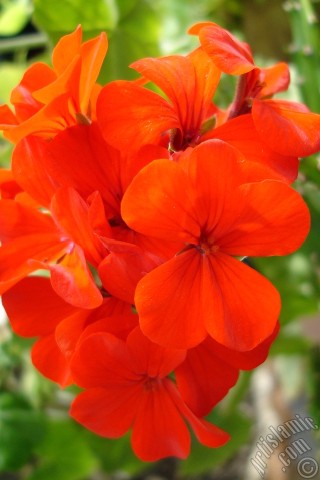 A mobile wallpaper and MMS picture for Apple iPhone 7s, 6s, 5s, 4s, Plus, iPods, iPads, New iPads, Samsung Galaxy S Series and Notes, Sony Ericsson Xperia, LG Mobile Phones, Tablets and Devices: Red Colored Pelargonia -Geranium- flower.
