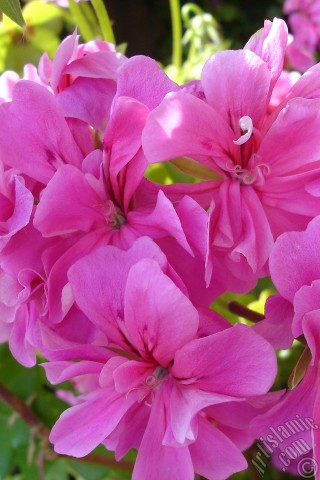 A mobile wallpaper and MMS picture for Apple iPhone 7s, 6s, 5s, 4s, Plus, iPods, iPads, New iPads, Samsung Galaxy S Series and Notes, Sony Ericsson Xperia, LG Mobile Phones, Tablets and Devices: Pink Colored Pelargonia -Geranium- flower.
