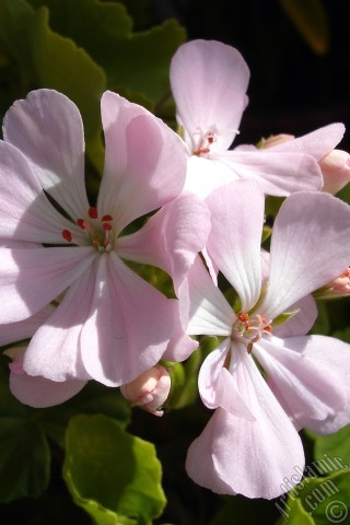 A mobile wallpaper and MMS picture for Apple iPhone 7s, 6s, 5s, 4s, Plus, iPods, iPads, New iPads, Samsung Galaxy S Series and Notes, Sony Ericsson Xperia, LG Mobile Phones, Tablets and Devices: Pink Colored Pelargonia -Geranium- flower.
