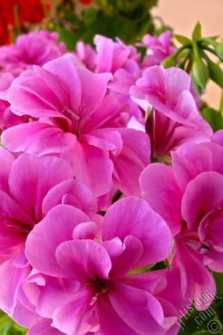 A mobile wallpaper and MMS picture for Apple iPhone 7s, 6s, 5s, 4s, Plus, iPods, iPads, New iPads, Samsung Galaxy S Series and Notes, Sony Ericsson Xperia, LG Mobile Phones, Tablets and Devices: Pink Colored Pelargonia -Geranium- flower.
