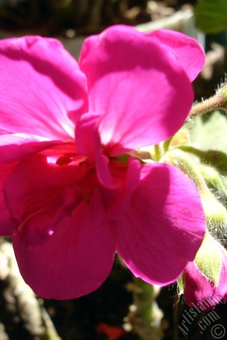 A mobile wallpaper and MMS picture for Apple iPhone 7s, 6s, 5s, 4s, Plus, iPods, iPads, New iPads, Samsung Galaxy S Series and Notes, Sony Ericsson Xperia, LG Mobile Phones, Tablets and Devices: Pink Colored Pelargonia -Geranium- flower.
