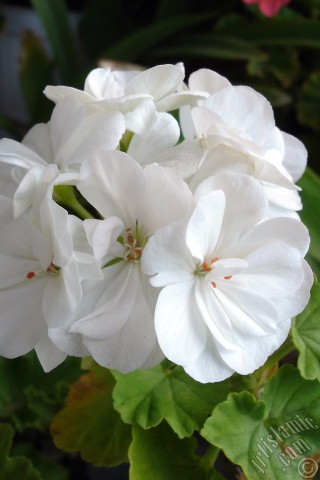 A mobile wallpaper and MMS picture for Apple iPhone 7s, 6s, 5s, 4s, Plus, iPods, iPads, New iPads, Samsung Galaxy S Series and Notes, Sony Ericsson Xperia, LG Mobile Phones, Tablets and Devices: White color Pelargonia -Geranium- flower.
