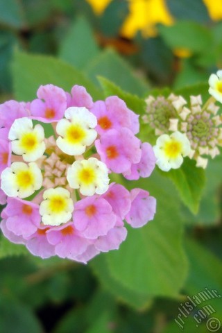 A mobile wallpaper and MMS picture for Apple iPhone 7s, 6s, 5s, 4s, Plus, iPods, iPads, New iPads, Samsung Galaxy S Series and Notes, Sony Ericsson Xperia, LG Mobile Phones, Tablets and Devices: Lantana camara -bush lantana- flower.
