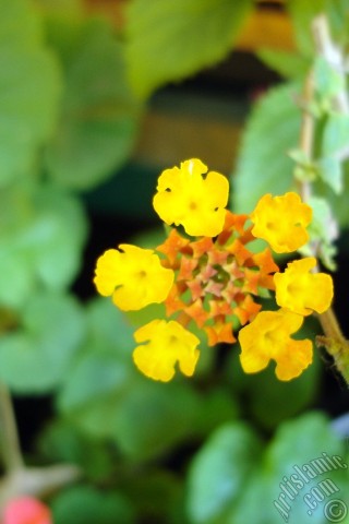 A mobile wallpaper and MMS picture for Apple iPhone 7s, 6s, 5s, 4s, Plus, iPods, iPads, New iPads, Samsung Galaxy S Series and Notes, Sony Ericsson Xperia, LG Mobile Phones, Tablets and Devices: Lantana camara -bush lantana- flower.
