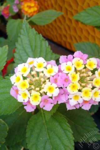 A mobile wallpaper and MMS picture for Apple iPhone 7s, 6s, 5s, 4s, Plus, iPods, iPads, New iPads, Samsung Galaxy S Series and Notes, Sony Ericsson Xperia, LG Mobile Phones, Tablets and Devices: Lantana camara -bush lantana- flower.
