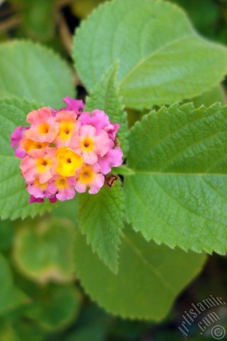 A mobile wallpaper and MMS picture for Apple iPhone 7s, 6s, 5s, 4s, Plus, iPods, iPads, New iPads, Samsung Galaxy S Series and Notes, Sony Ericsson Xperia, LG Mobile Phones, Tablets and Devices: Lantana camara -bush lantana- flower.
