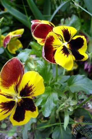 A mobile wallpaper and MMS picture for Apple iPhone 7s, 6s, 5s, 4s, Plus, iPods, iPads, New iPads, Samsung Galaxy S Series and Notes, Sony Ericsson Xperia, LG Mobile Phones, Tablets and Devices: Yellow color Viola Tricolor -Heartsease, Pansy, Multicoloured Violet, Johnny Jump Up- flower.
