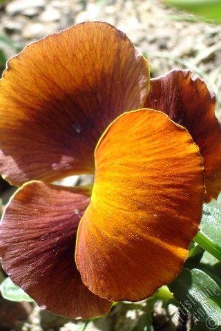 A mobile wallpaper and MMS picture for Apple iPhone 7s, 6s, 5s, 4s, Plus, iPods, iPads, New iPads, Samsung Galaxy S Series and Notes, Sony Ericsson Xperia, LG Mobile Phones, Tablets and Devices: Brown color Viola Tricolor -Heartsease, Pansy, Multicoloured Violet, Johnny Jump Up- flower.
