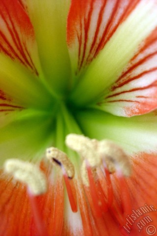 A mobile wallpaper and MMS picture for Apple iPhone 7s, 6s, 5s, 4s, Plus, iPods, iPads, New iPads, Samsung Galaxy S Series and Notes, Sony Ericsson Xperia, LG Mobile Phones, Tablets and Devices: Red color amaryllis flower.
