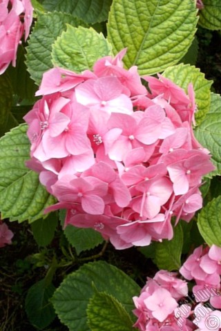 A mobile wallpaper and MMS picture for Apple iPhone 7s, 6s, 5s, 4s, Plus, iPods, iPads, New iPads, Samsung Galaxy S Series and Notes, Sony Ericsson Xperia, LG Mobile Phones, Tablets and Devices: Pink Hydrangea -Hortensia- flower.
